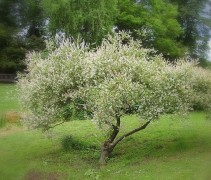 Salix integra 'Hakuro Nishiki'