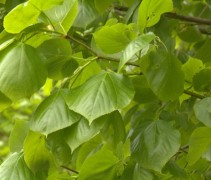 Uitlopend blad Tilia x europaea 'Euchlora'