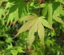 Het vijf- tot zevenpuntige (lobbige) blad van de Japanse Esdoorn.