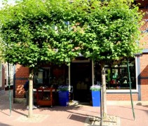Tilia