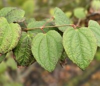 Cercidiphyllum japonicum  - Katsuraboom - 4