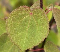 Cercidiphyllum japonicum  - Katsuraboom - 3