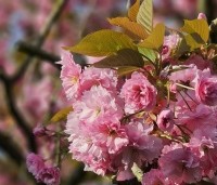 Prunus serrulata 'Kanzan' - Sierkers, kanzan - 3