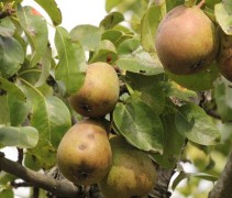 Pyrus Beurre Hardy