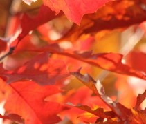 Quercus rubra 
