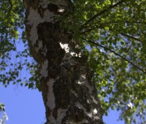 Ruwe Berk stam en blad, op sommige plekken 'barst' de witte stam open en heeft daar een ruw oppervlak