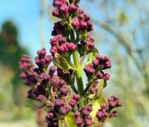 Syringa vulgaris 'Belle de Nancy' knoppen