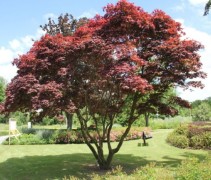 Acer palmatum Atropurpurea