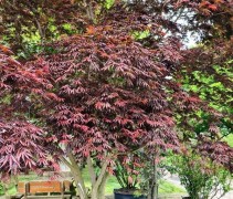 Acer palmatum trompenburg 
