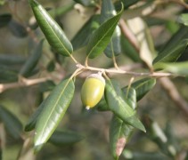Quercus ilex