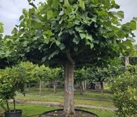 Tilia americana 'Nova' - Amerikaanse linde - 2