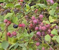 Vaccinium corymbosum - Amerikaanse Bosbes - 3