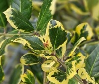 Ilex Altaclerensis 'Golden King' - Goudgele bonte hulst - 2