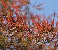 Acer palmatum 'Linearilobum' - Japanse Esdoorn 'Linearilobum' - 2