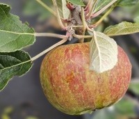 Malus dom. 'Braeburn' - Malus 'Braeburn' - 1