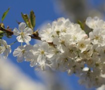 Prunus Avium 'Regina'