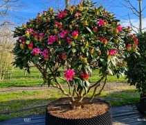 Rhododendron Cosmopolitan meerstam in airpot