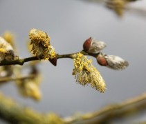 Salix Alba