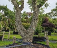 Quercus suber - Kurkeik - 5