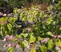 Clerodendrum trichotomum 'Variegatum' - Bontbladige pindakaasstruik - 1