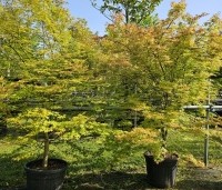 Acer palmatum - Japanse Esdoorn - 2