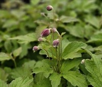 Zo plant je anemonen voor bloemen n het voorjaar – Artoft