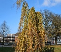 Fagus sylvatica 'Pendula' - Groene Treurbeuk - 3