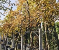 Wisteria brachybotrys 'Shiro Kapitan' - Witte regen - herfst