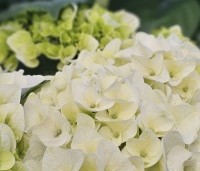 Hydrangea Forever & Ever White - Hortensia Forever & Ever White - 2