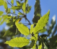 Quercus ilex - Steeneik - 1