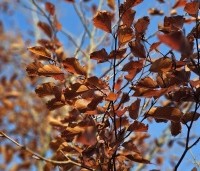 Fagus sylvatica 'Purpurea Tricolor' - Bonte rode beuk - herfst