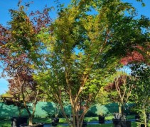 Acer palmatum 'Sangokaku'
