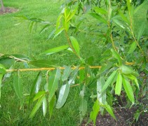 blad Salix alba 'Chermesina'