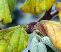 Corylus Contorta