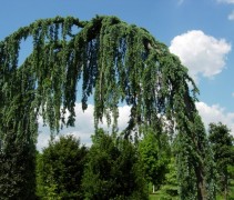 Cedrus libani 'Clauca Pendula'