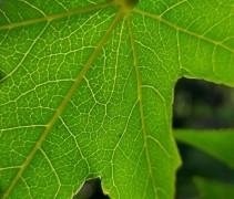 Liquidambar 'Worplesdon' 