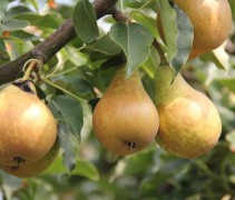 Pyrus communis 'Gieser Wildeman'