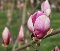 Magnolia soulangeana 'Lennei' - Beverboom - 2