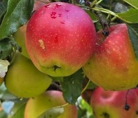 Malus dom. 'Red Elstar' - Malus dom. 'Red Elstar' - 1