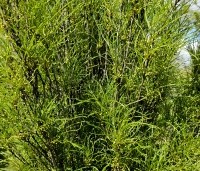 Frangula asplenifolia 'Fine Line' - Sporkehout - 1