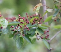 Amelanchier lamarckii