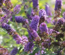 Vlinderstruik 'Empire Blue'; ons advies is oude bloemen wegknippen die uitgebloeit zijn, dan blijven er lang nieuwe bloemen komen.