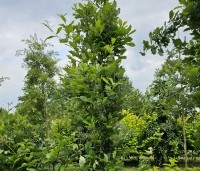 Quercus warei 'Regal Prince' - Eik 'Regal Prince' - 1