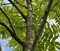 Carya illinoinensis - Pecannoot - 1