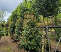 Photinia fraseri 'Red Robin'  - Glansmispel - 1