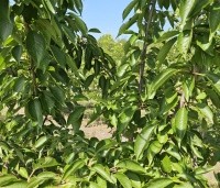 Prunus x yedoensis  - Yoshinokers - 8