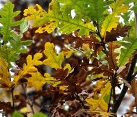 Quercus cerris - Moseik - 1