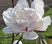 Magnolia X loebneri 'Wildcat' - Magnolia 'Wildcat' - 8