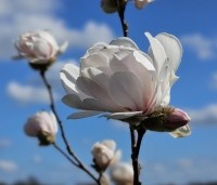 Magnolia X loebneri 'Wildcat' - Magnolia 'Wildcat' - 6
