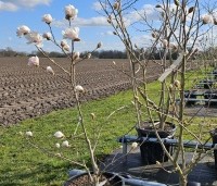 Magnolia X loebneri 'Wildcat' - Magnolia 'Wildcat' - 5